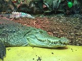 Fototapeta Do akwarium - Leżący krokodyl nilowy