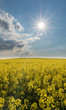 © mastiffje - Ett blommande rapsfält med en strålande sol och lite moln