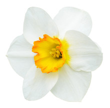 White And Orange Narcissus Flower Isolated On White