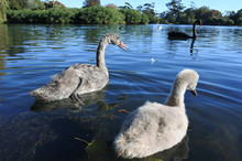 Wild Black Swan Family