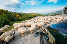 Georgia Caucasus Back View From Car Window Of Flock Of Sheep Moving