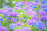 紫陽花
