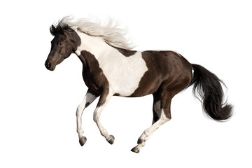 Beautiful piebald horse with long mane run gallop isolated on white background