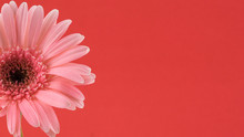 Pink Gebera Flower On Red Background With Copy Space