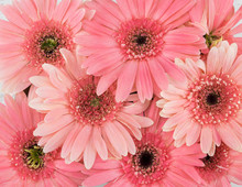 Pink Gebera Flowers Background