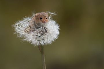 Poster - A small harvest mouse balancing on the top of a dandelion clock looking forward