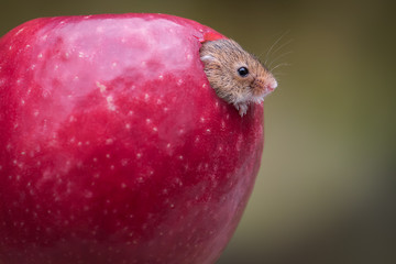 Aufkleber - close up of a harvest mouse head appearing emerging from a red apple