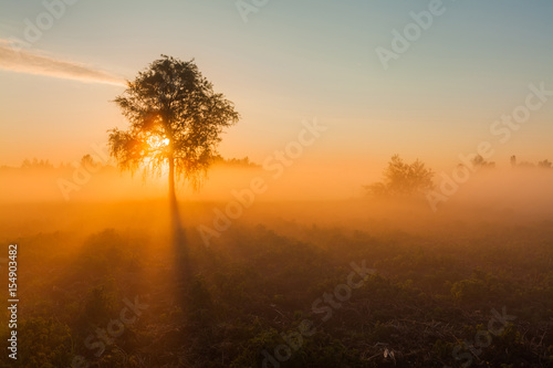 Foto Beautiful foggy spring dawn on a field with trees