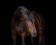 Chestnut horse on black background isolated