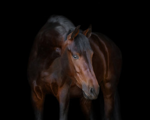 Wall Mural - Chestnut horse on black background isolated