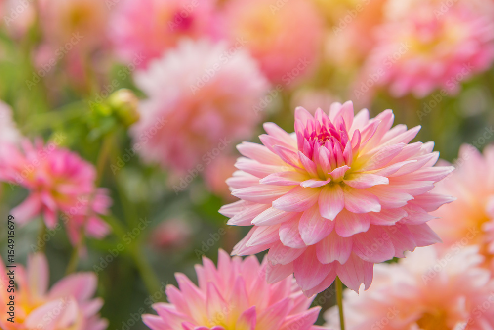 colorful of dahlia pink flower in Beautiful garden - obrazy, fototapety, plakaty 