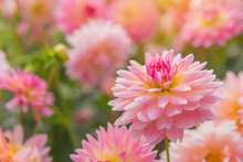 Colorful Of Dahlia Pink Flower In Beautiful Garden
