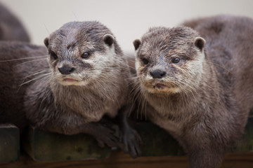 Wall Mural - Oriental small-clawed otter (Amblonyx cinereus)