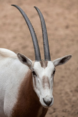 Wall Mural - Scimitar oryx (Oryx dammah)