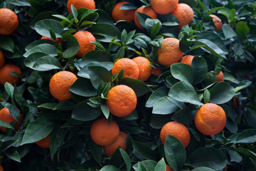 Bitter orange tree (Citrus aurantium) in Cordoba, Andalusia, Spain.