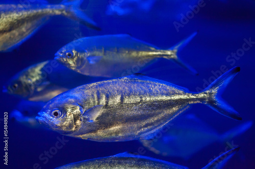 Valokuva Atlantic horse mackerel (Trachurus trachurus).