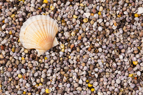 Coquillage Plage Matiere Sable Petit Mer Ocean Crustace Ambiance Detente Vacances Stock Photo Adobe Stock Coquillage Plage Matiere Sable Petit Mer Ocean Crustace Ambiance Detente Vacances Stock Photo Adobe Stock