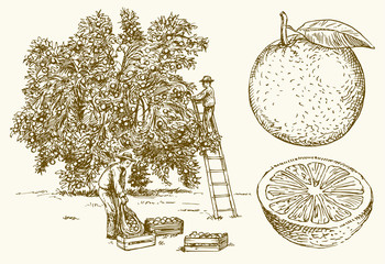 Farmer harvesting oranges in an orange tree field. Hand drawn vector illustration.