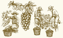 Worker Cutting Grapes From Vines. Hand Drawn Illustration.