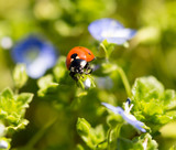 Fototapeta Tulipany - Ladybug on small blue flowers in nature