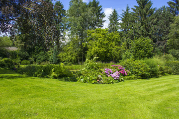 Bush of Hortensia flowers in the garden, Germany