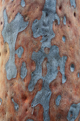 Spotted gum tree eucalyptus maculata