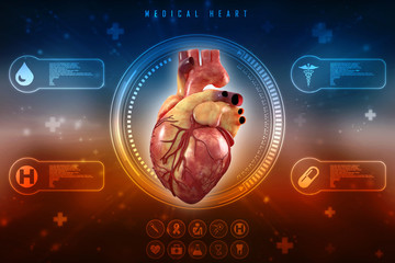 Poster - 3d illustration  Anatomy of Human Heart 
