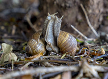 Vineyard Snails (Helix Pomatia) During Mating