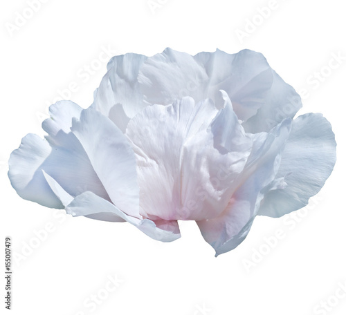 Paeonia suffruticosa pale blue and pink color