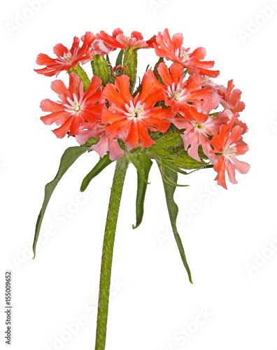 Fotografie, Obraz Bright salmon-colored flowers of Maltese cross isolated against white