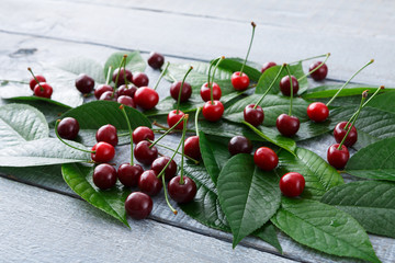 Green fresh leaves of cherry tree pattern background