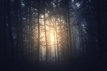 Wall Mural - sun in dark gloomy forest morning woods scenery