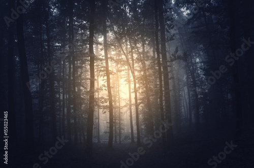 sun in dark gloomy forest morning woods scenery