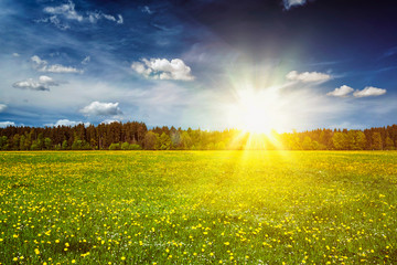 Green meadow with grass in summer