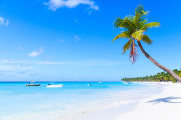 Wall Mural - Coconut palm grows on white sandy beach