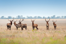 Deer Herd In Autumn Pasture