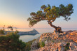 Amazing tree growing out of the rock at sunrise. Colorful landscape with old tree with green leaves, blue sea, mountains and yellow sky in the morning. Summer travel in Crimea. Nature background