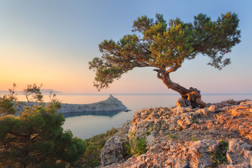 Wall Mural - Amazing tree growing out of the rock at sunrise. Colorful landscape with old tree with green leaves, blue sea, mountains and yellow sky in the morning. Summer travel in Crimea. Nature background