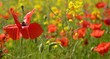 © dragoncello - Wild red poppies growing in a field of rapeseed in May in Friuli Venezia Giulia, north east Italy
