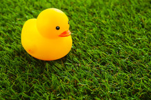 Yellow Duck Toys Over Green Grass Background