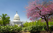 The US Capitol In Spring, Washington DC