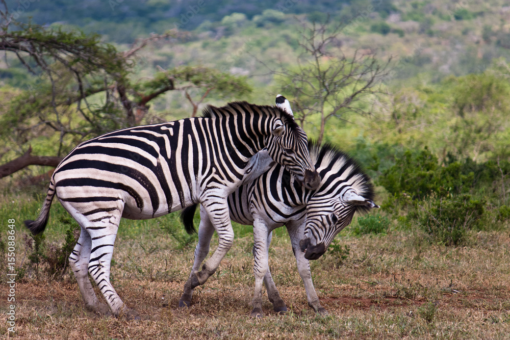 Two wild zebras fighting
