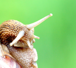 Garden snail , close up