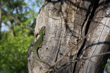 A Lizard On A Tree Is Warmed By The Sun
