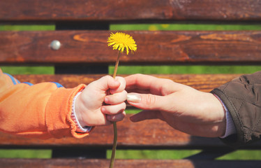 close up of womans hand giving little yellow flower to child