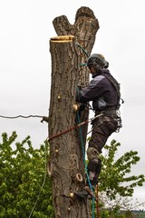 Wall Mural - Lumberjack with saw and harness pruning a tree. Arborist work on old walnut tree.