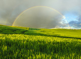 Fototapeta Tęcza - Rainbow over a green field in a spring evening