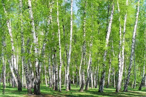  Fototapeta brzozy   brzozowy-lasek-drzew