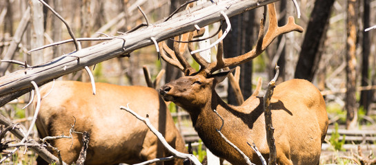 Male Bull Elk Weathering Harsh Sun Feeding Yellowstone