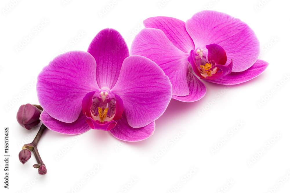 Pink orchid on the white background.